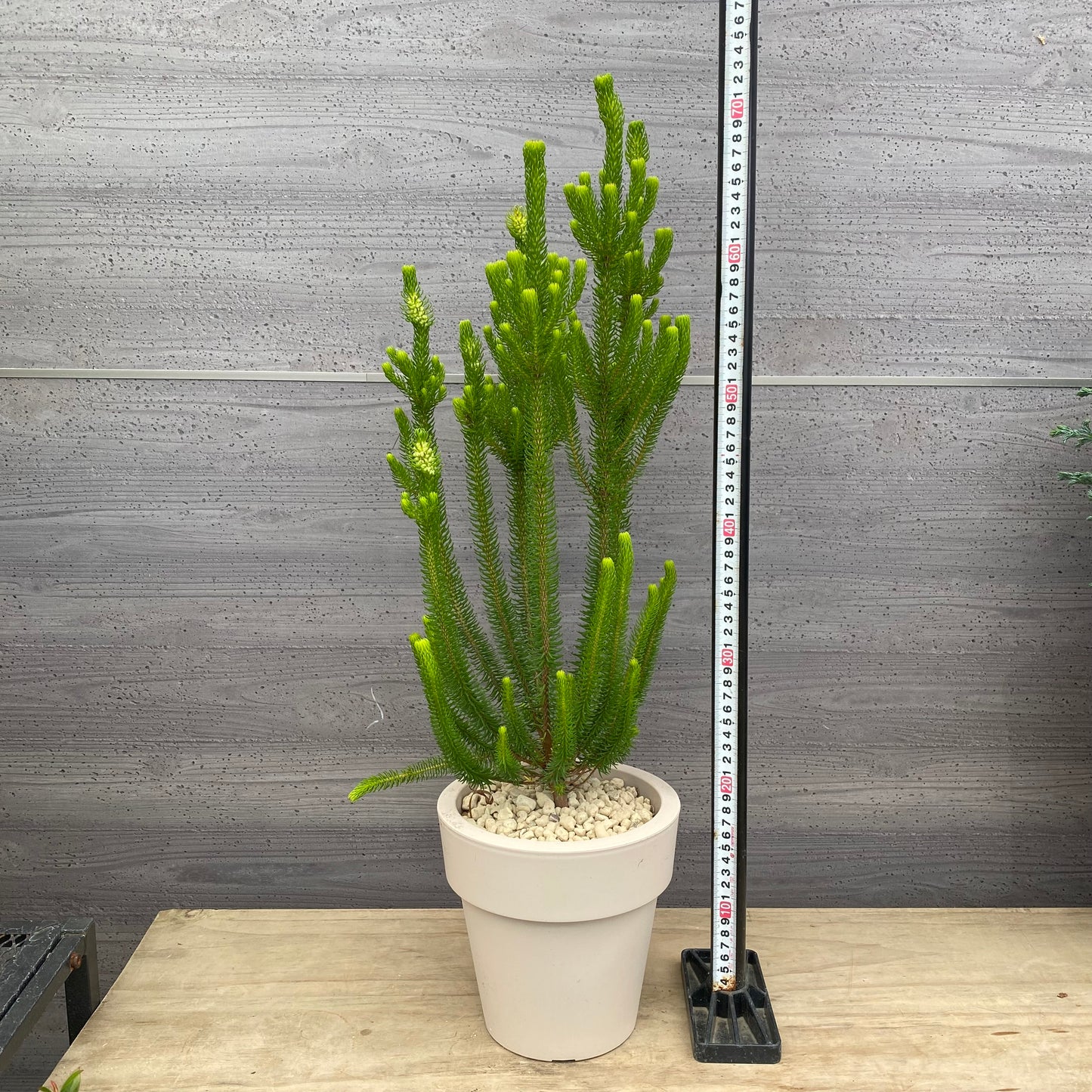 エリカ セシリフローラ 6号オリジナルポット