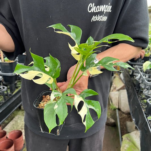 URBAN JUNGLE特集★U47 ヒメモンス 斑入り 3号鉢