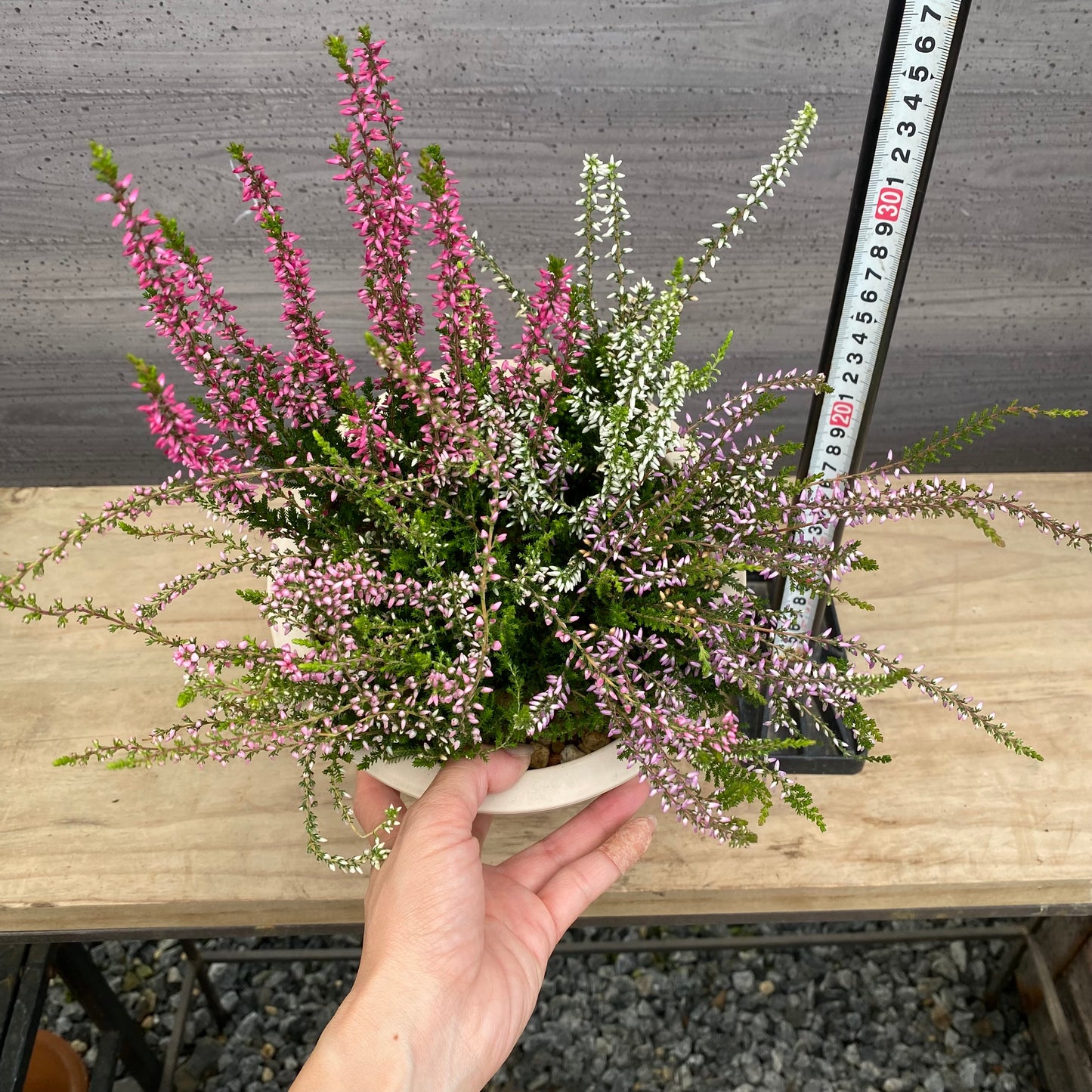 エリカ カルーナ4色植え 7号オリジナルポット