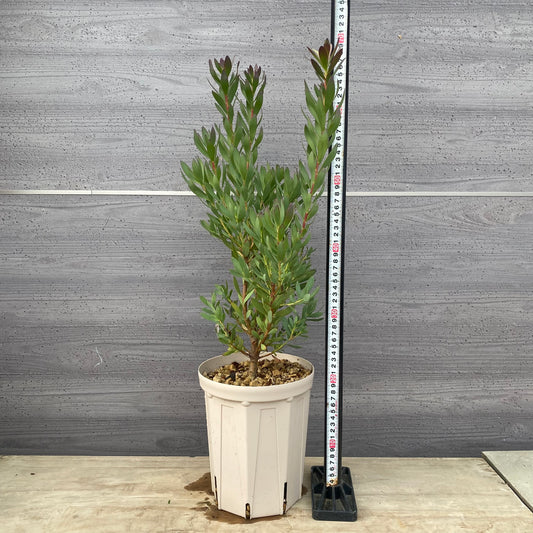 リューカデンドロン サマーフレーム 6号スリット鉢/オリジナル色