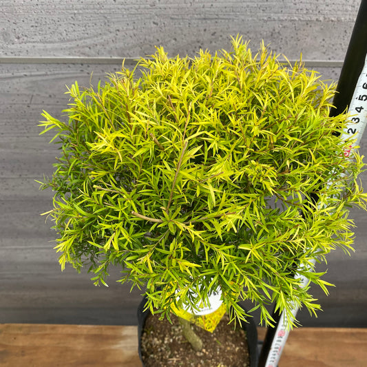 市場仕入れ即売会 No.25077 メラレウカ レボリューションゴールド 6号苗ポット