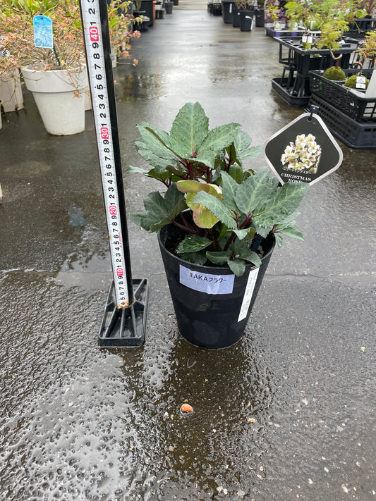 M51 クリスマスローズ シューティングスター 5号鉢