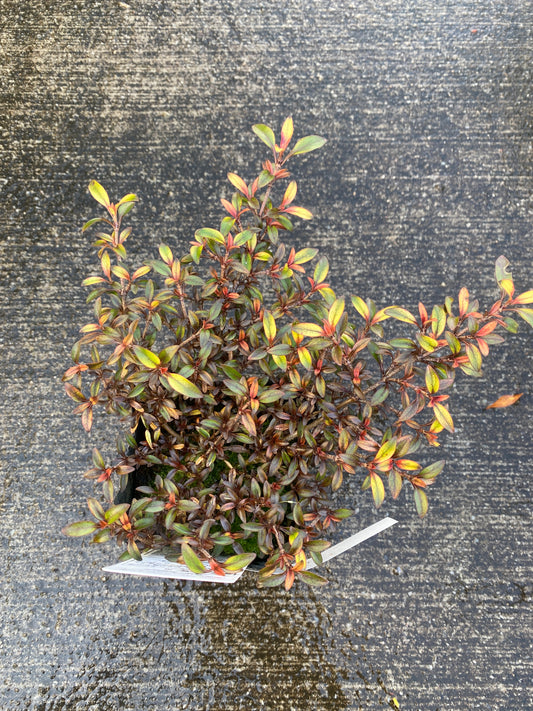 農場創業祭 No.26039 コプロスマ オータムヘーゼ 3号苗ポット