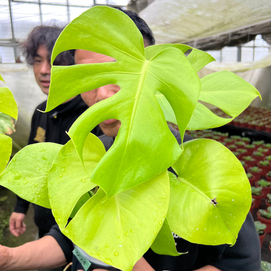 URBAN JUNGLE特集★U15 モンステラ ゴールドリーフ 4号鉢