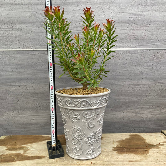 No.12027 ミメティス クラッカージャックレッド ホワイトプラ鉢