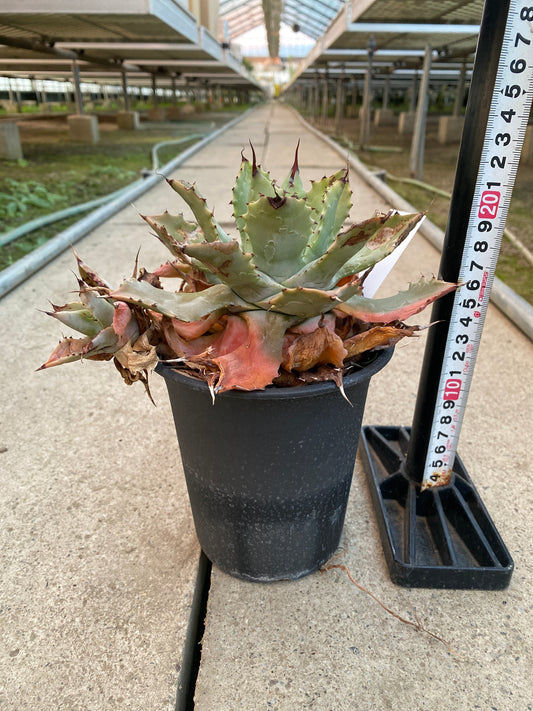 農場創業祭 No.18224 アガベ 雷神