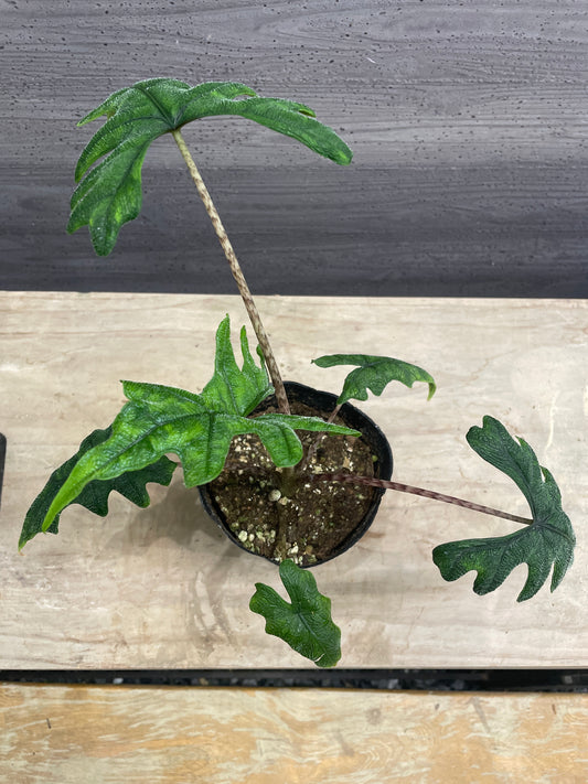 No.10027 アロカシア ジャックリン 4号苗ポット