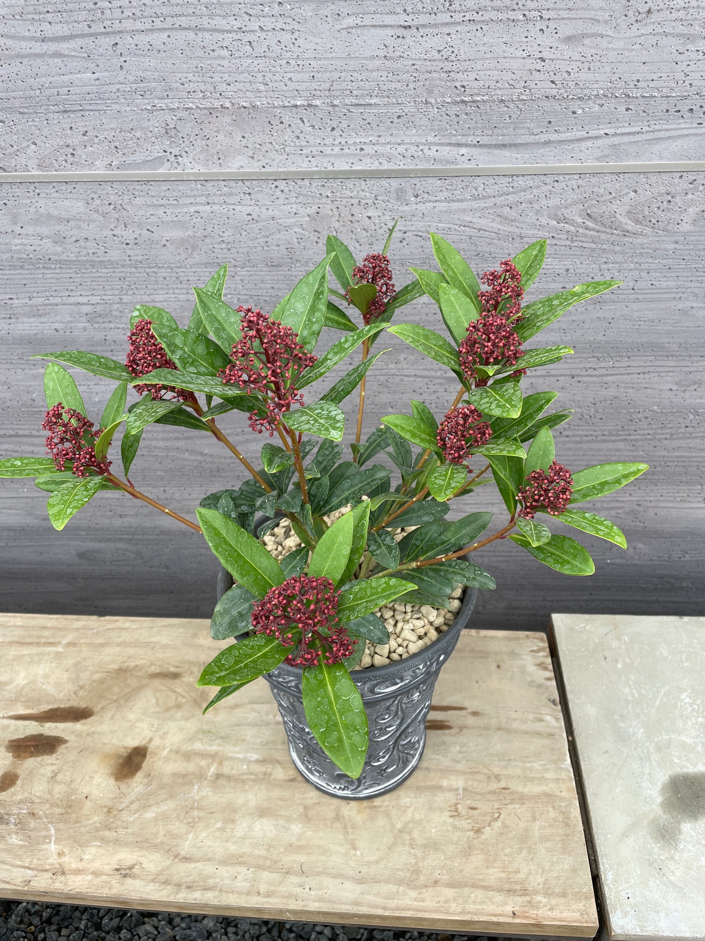 スキミア ルベラ(プラスチック鉢)