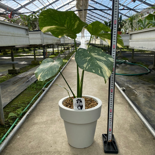 農場創業祭 No.18003 モンステラ タイコンステレーション 7号おすすめ白ポット