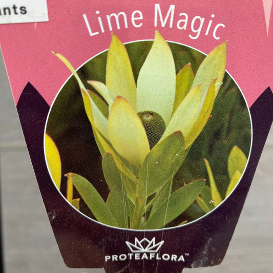 リュウカデンドロン ライムマジック 7号スリット鉢/オリジナル色