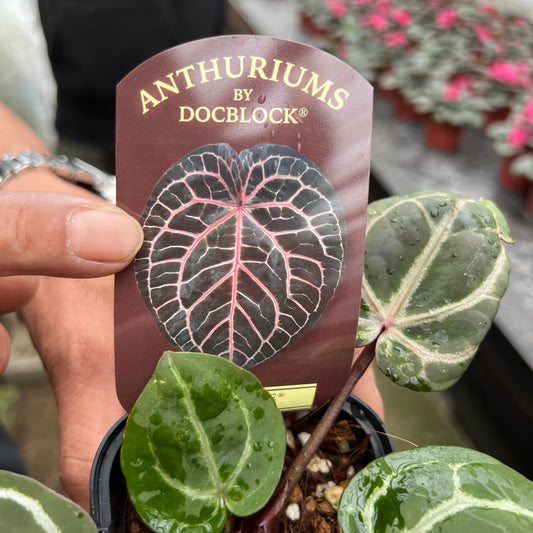 URBAN JUNGLE特集★U31 アンスリウム ミシェル 2号鉢