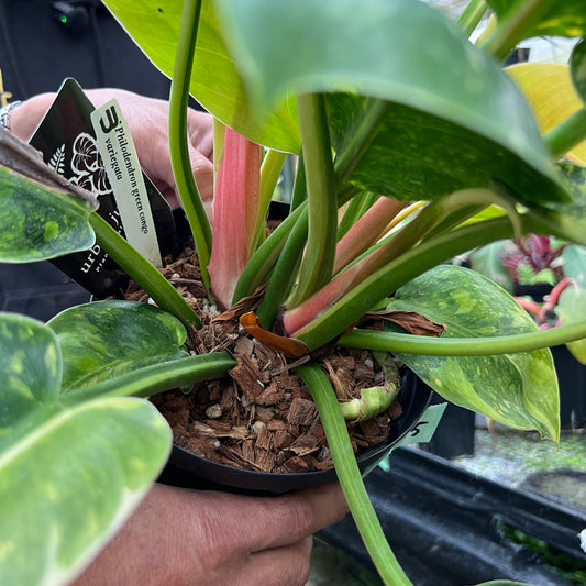 URBAN JUNGLE特集★U25 フィロデンドロン グリーンコンゴ 5号鉢