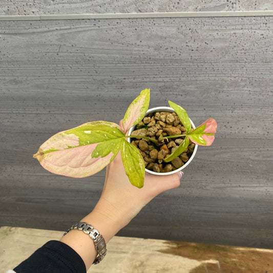 No.08017 シンゴニウム レッドスポットトリカラー