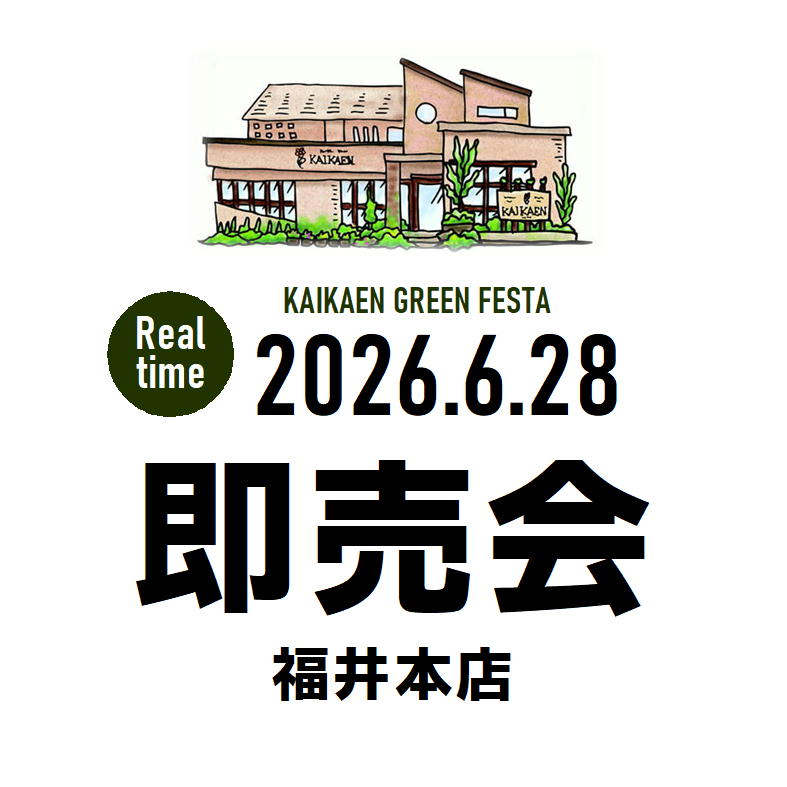 みくトイプ様売約★バンクシア