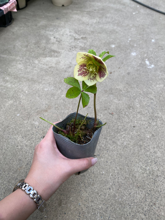 M012 クリスマスローズ シングル 2.5号苗ポット