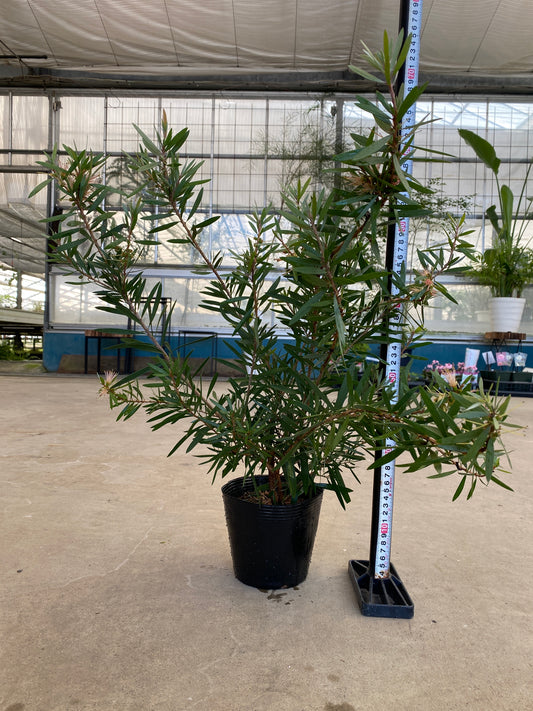 岡本緑花特集 カリステモン ピンクシャンパン 5号苗ポット