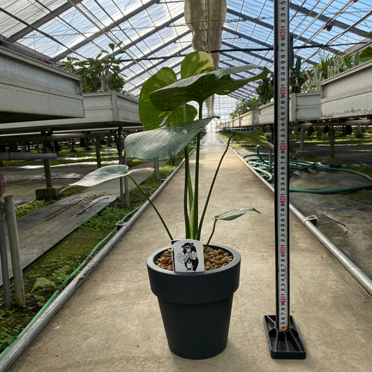 農場創業祭 No.18002 モンステラ タイコンステレーション 6号おすすめ黒ポット