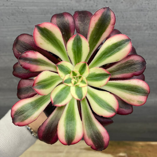 No.08008 アエオニウム シャネル 3.5号苗ポット