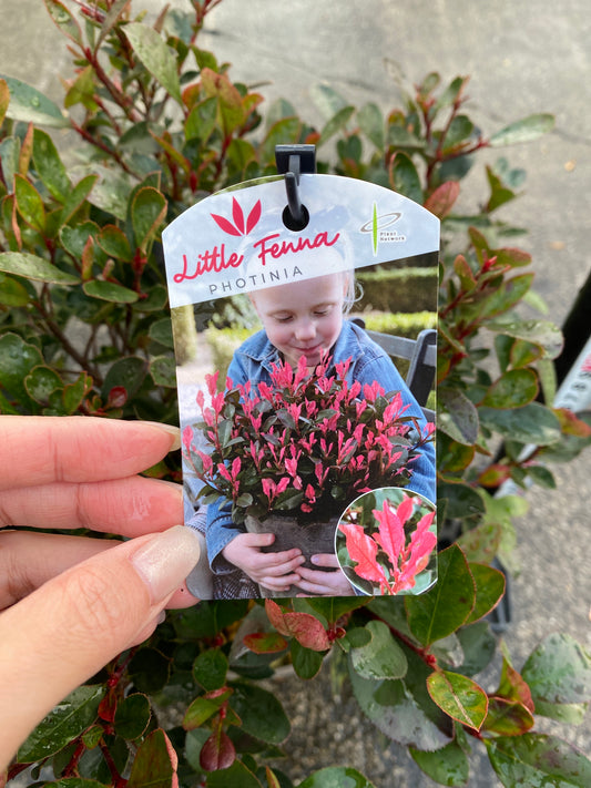 農場創業祭 No.26022 ベニカナメモチ リトルフェンナ 6号グレーポット