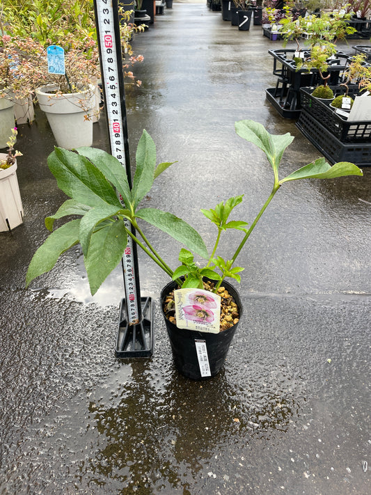M28 クリスマスローズ ピンク系 4.5号苗ポット