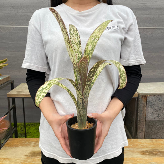 No.26031 ビルベルギア Casablanca Bromeliad Cultivar Register 硬質ポット