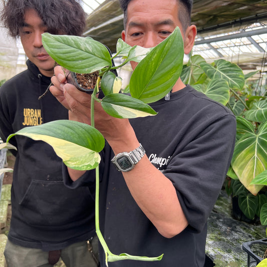 URBAN JUNGLE特集★U26 モンステラ アカコヤグウェンシス 2号鉢