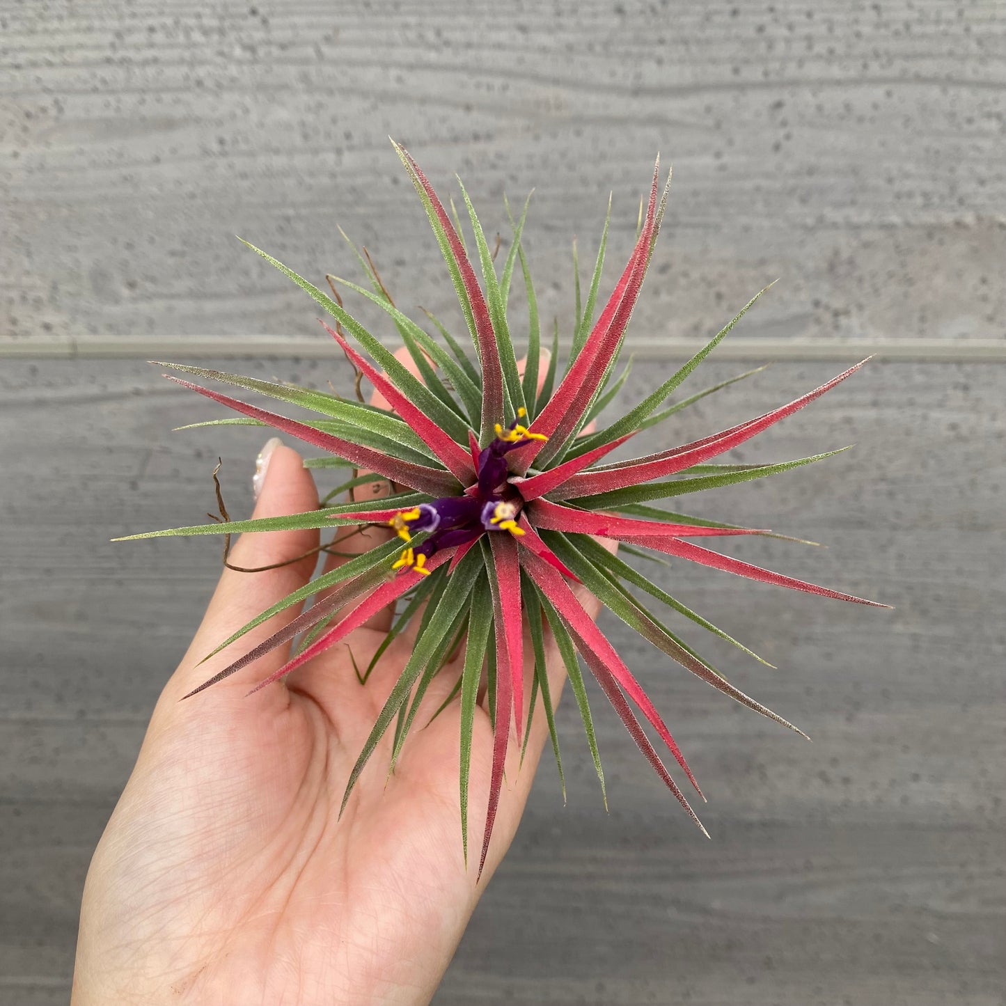 市場仕入れ即売会 No.25054 ティランジア イオナンタ