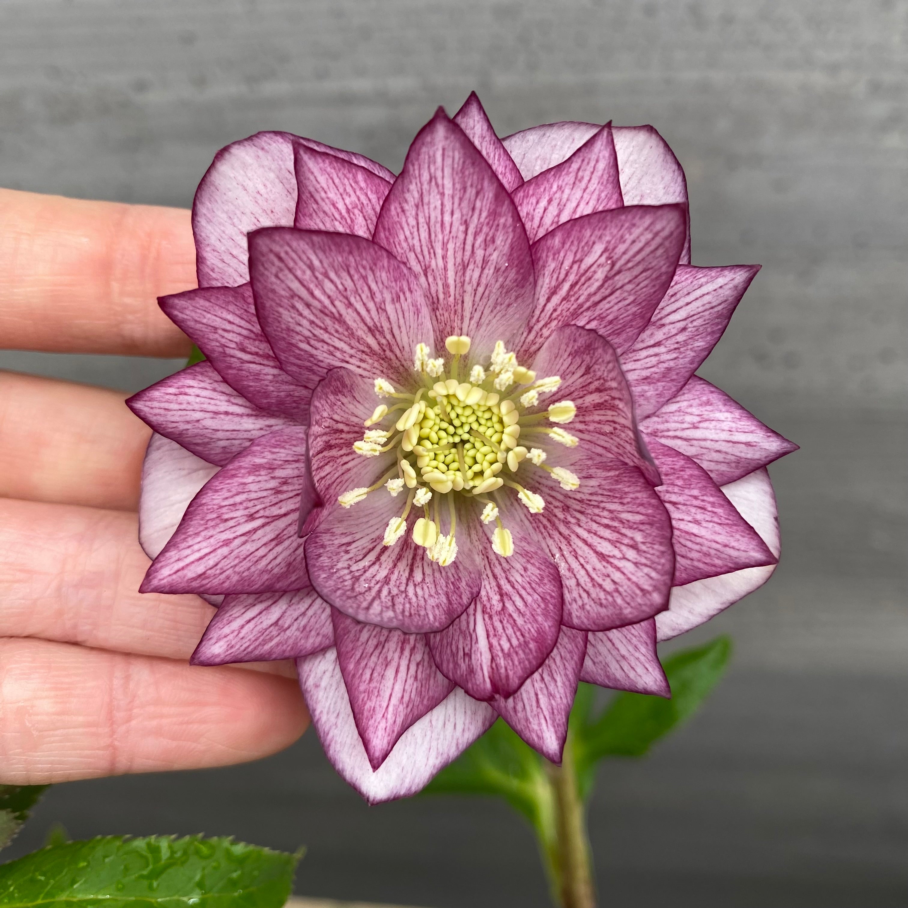 即売会 No.27065 クリスマスローズ ダブル咲き 5号鉢 – 植物家族