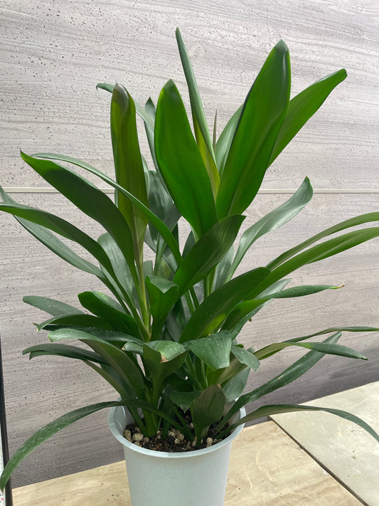 No.10025 ドラセナ グローカル 6号鉢
