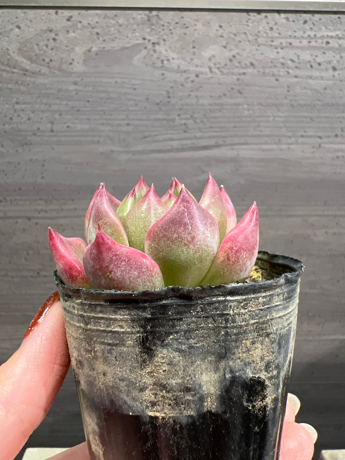 エケベリア ホワイトドラゴン 2号苗ポット A