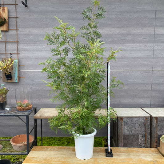 No.12008 グレビレア ピーチアンドクリーム 8号鉢