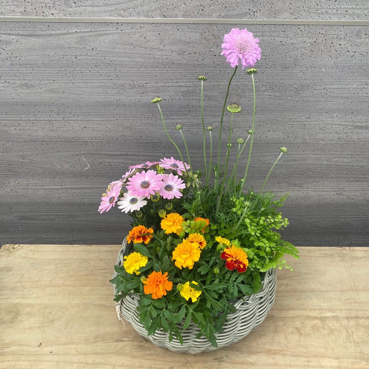 【セット販売】ゆりかごバスケット グレー 開花園オリジナル培養土 5L・ひゅうが土 1Lセット★期間限定 オスモコートプレゼント