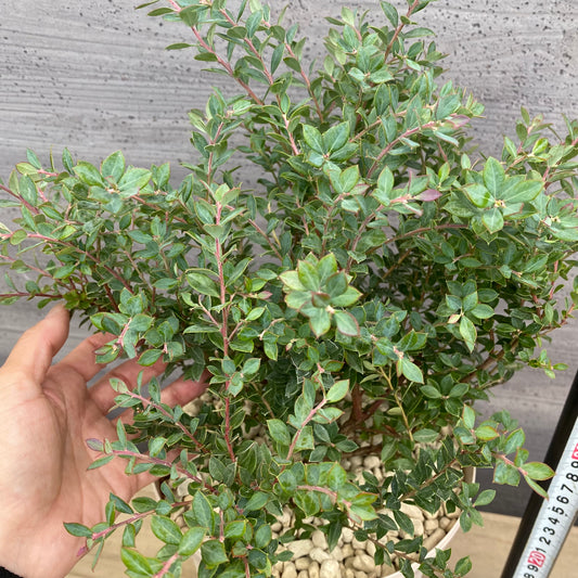 ブルーベリー インディゴブルー 7号スリット鉢/オリジナル色