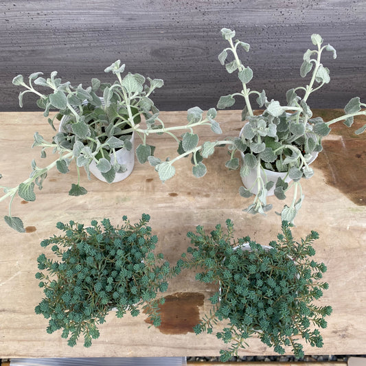 No.08015 カラーリーフ 4個セット