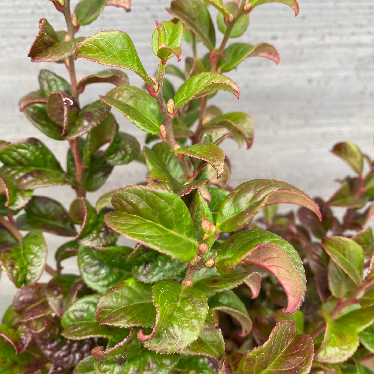 ルコテー カーリーレッド 7号スリット鉢/オリジナル色