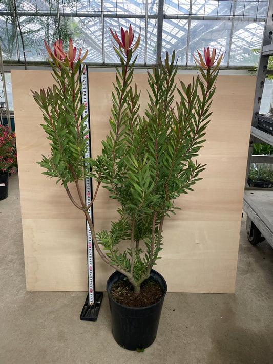 No.25007 リュウカデンドロン サファリマジック 7号鉢