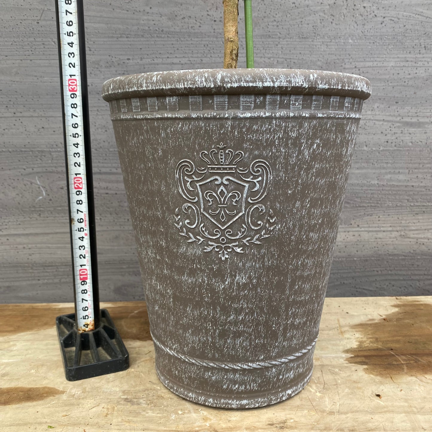 No.12036 ユーカリ ポポラス グレープラ鉢