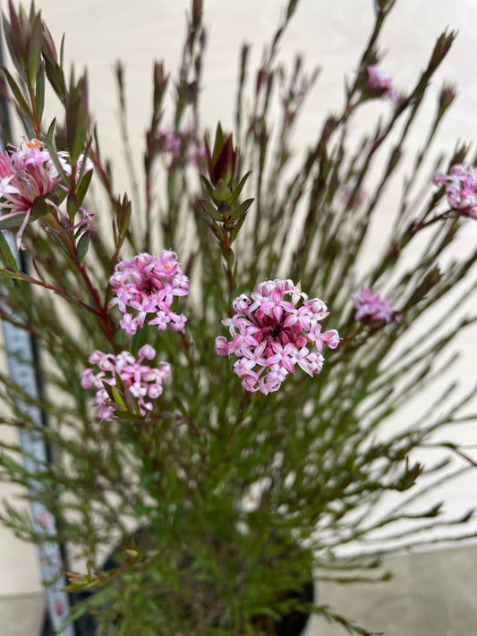 ピメレア フォーシーズンズ 5号鉢