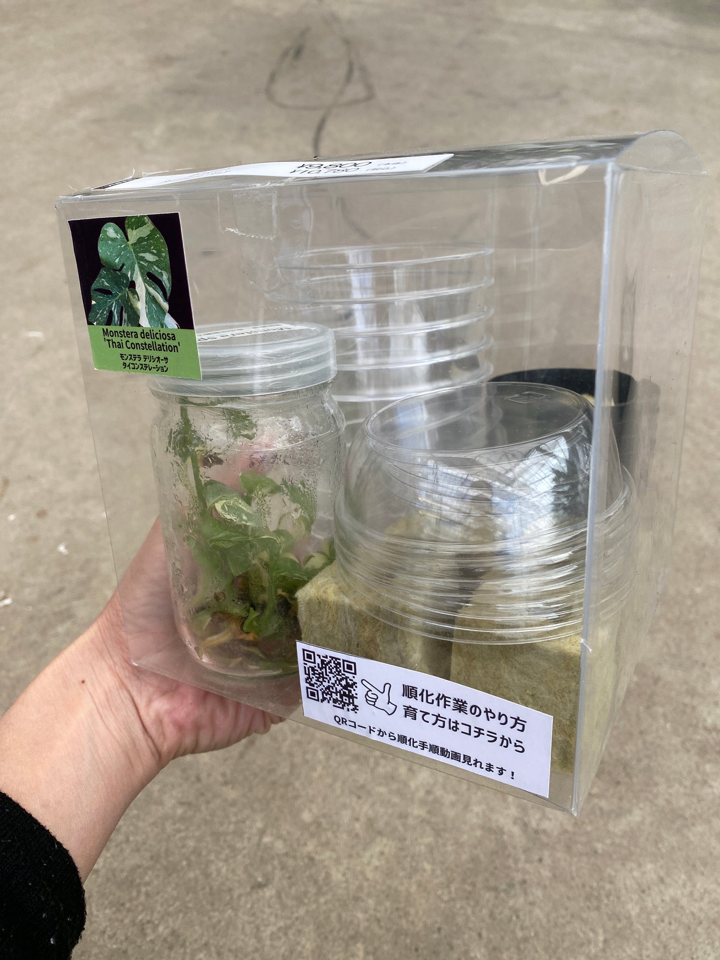 No.28002 モンステラ タイコンステレーション 苗キット