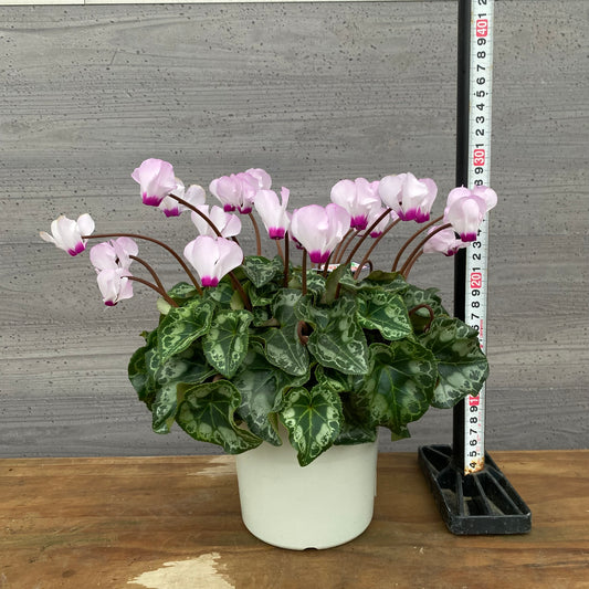 市場仕入れ即売会 No.25014 シクラメン プリティカーブ 薄ピンク 5号鉢