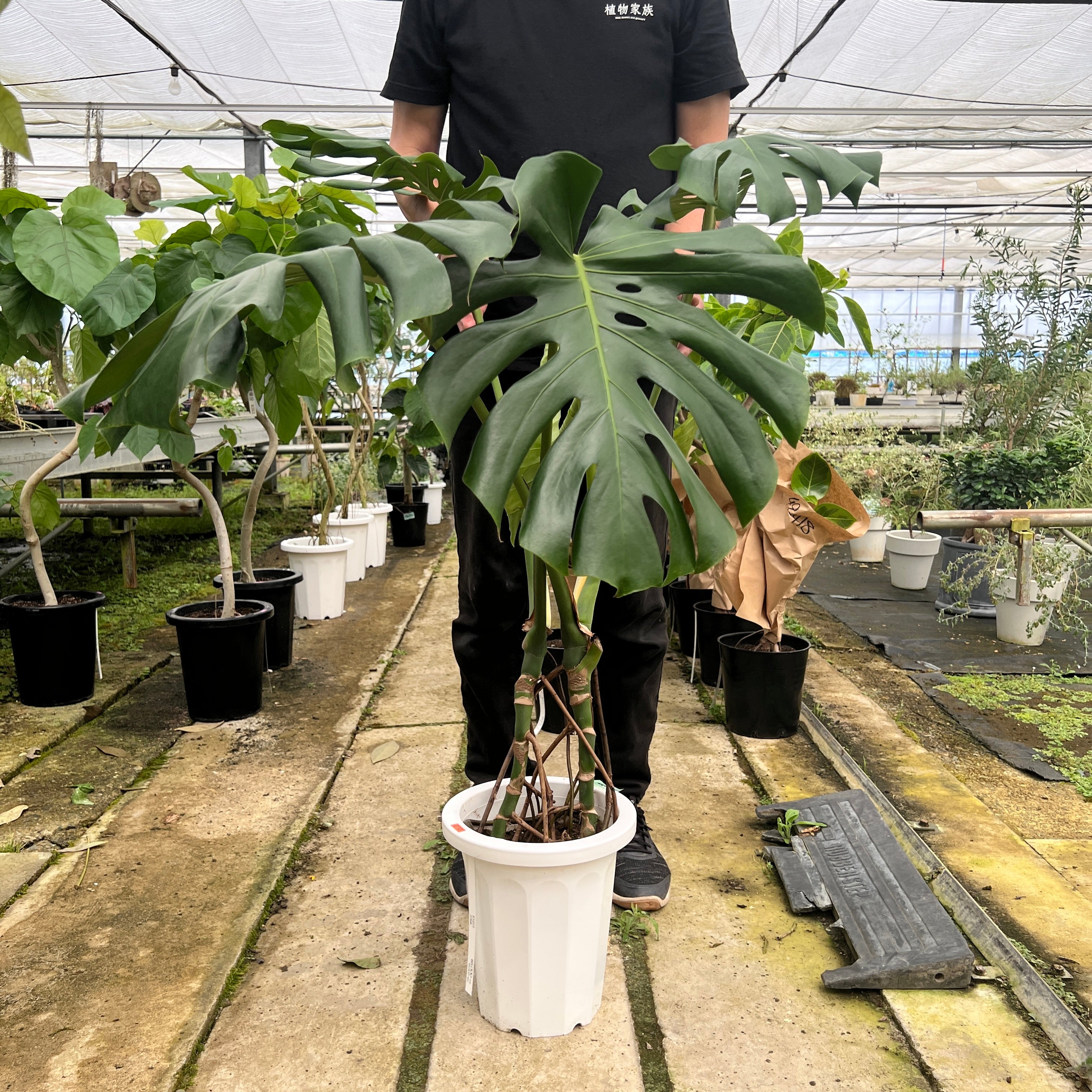 即売会SALE No.28100 モンステラ 8号鉢 – 植物家族