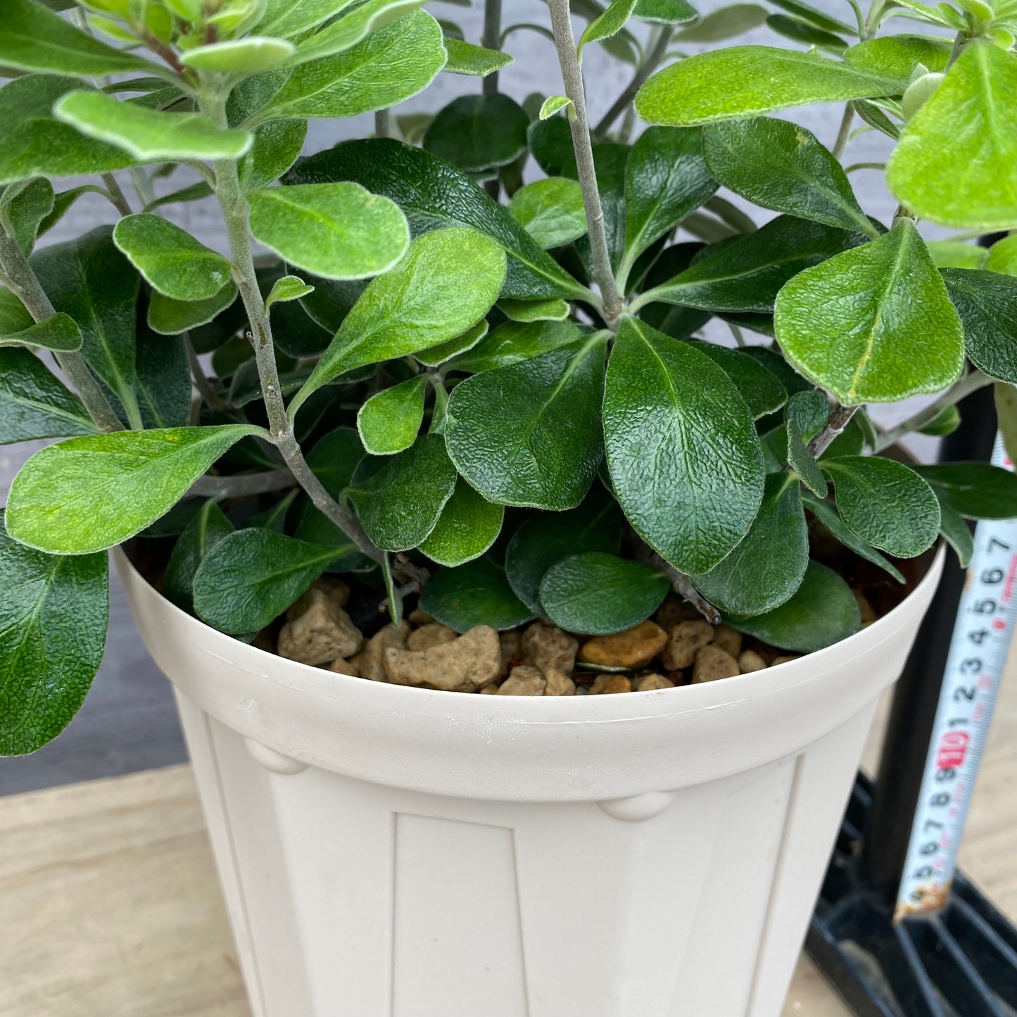 ピットスポルム クラッシフォリウム 6号スリット鉢/オリジナル色