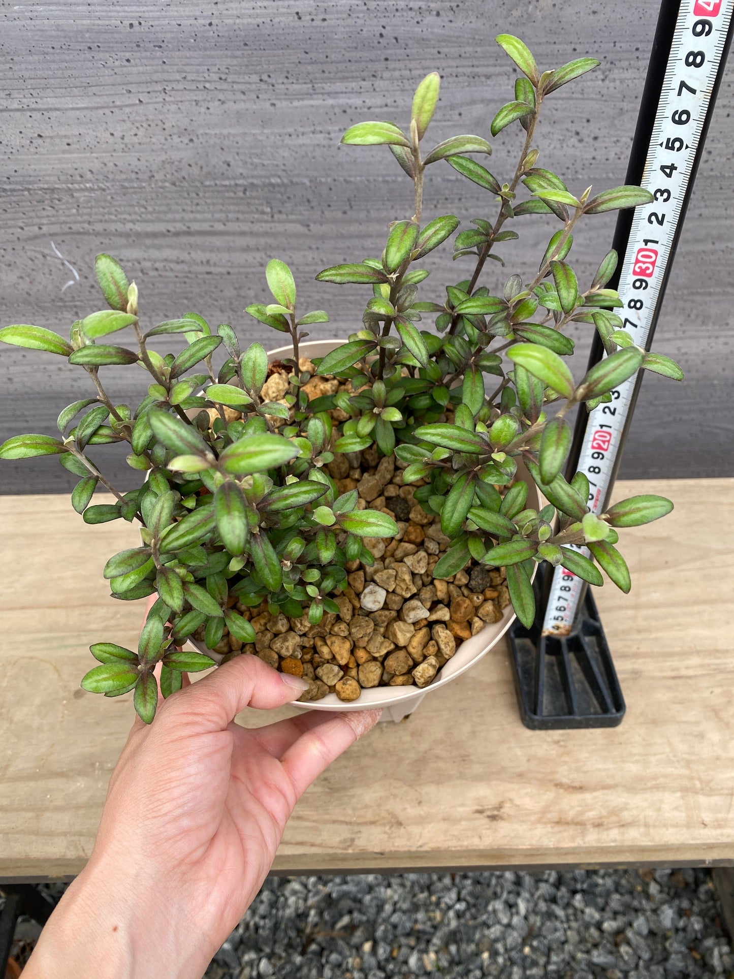 コロキア フロステッドチョコレート 6号スリット鉢/オリジナル色