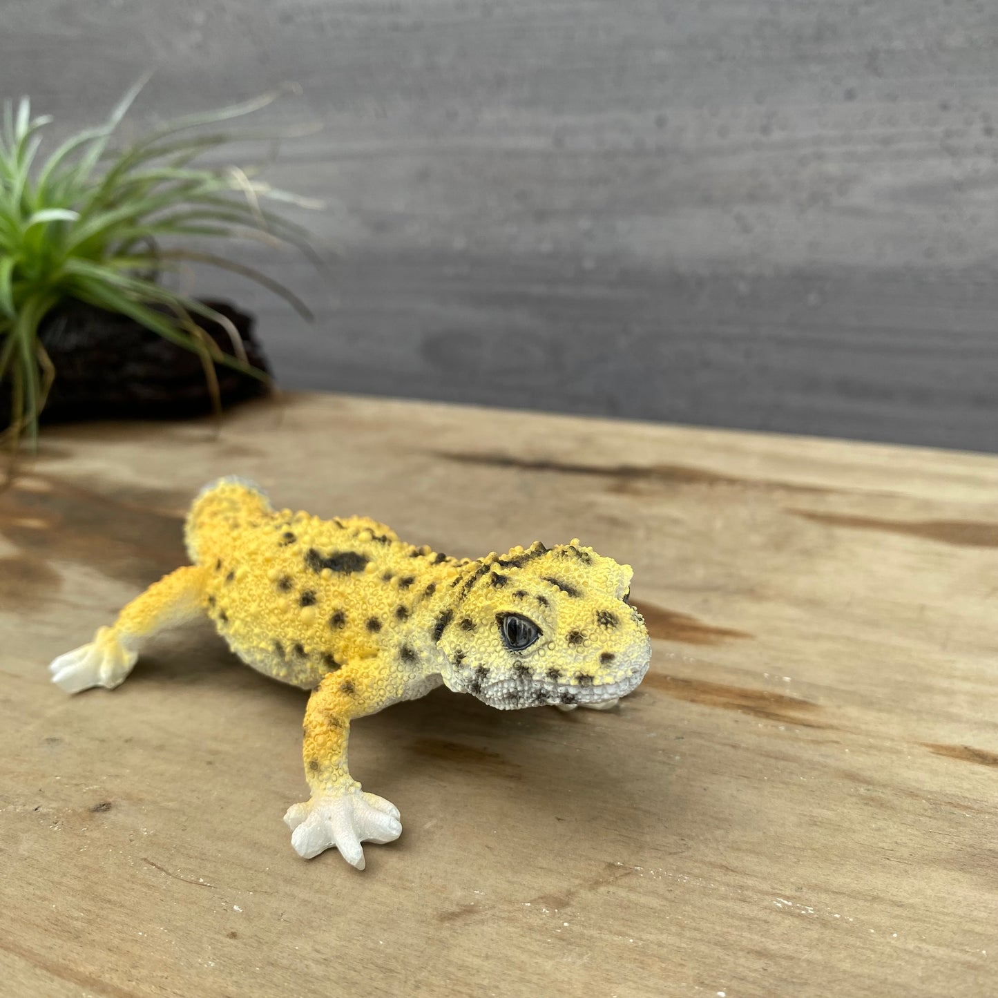 マグネットシリーズ ヒョウモントカゲモドキ (HIGH YELLOW) 口元にマグネット