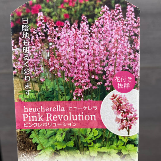 ヒューケレラ ピンクレボリューション 5号スリット鉢/オリジナル色