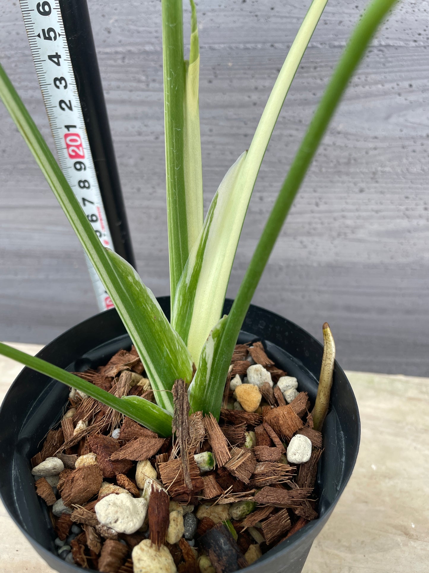 M23 もりお花園★モンステラ タイコンステレーション 4号鉢