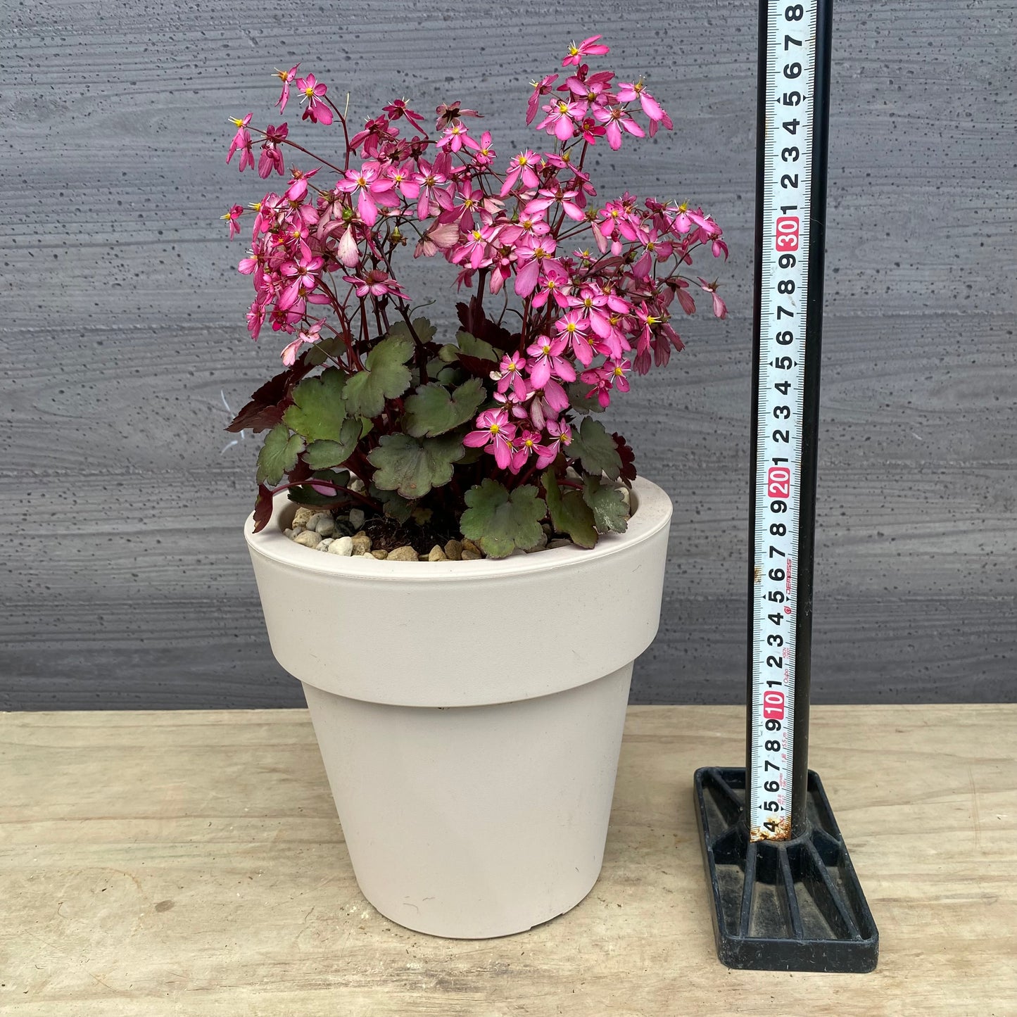 西洋大文字草 トニー 6号オリジナルポット