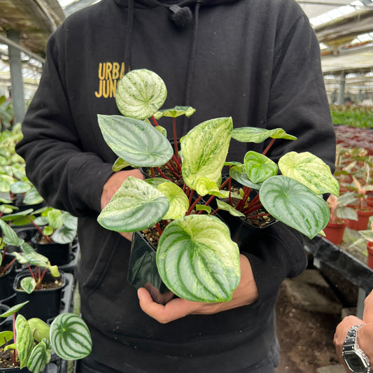 URBAN JUNGLE特集★U36 ペペロミア サンデルシー斑入り 雪兔 3号鉢