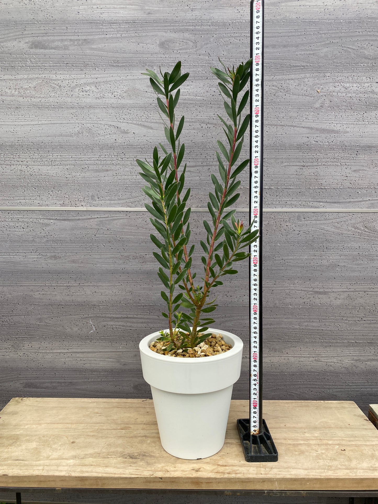 リュウカデンドロン サファリサンセット 7号おすすめ白ポット