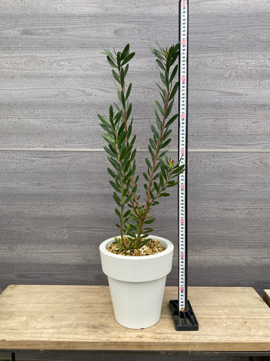 リュウカデンドロン サファリサンセット 7号おすすめ白ポット